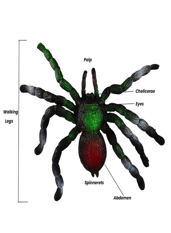 BOHS Rubber Jiggly Spider - Stretch & Squeeze - Realistic Big Soft Stretchy - Halloween Squishy Toy - Prank Bugs - Image 3